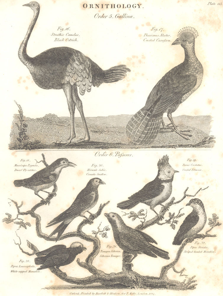 ORNITHOLOGY.Ostrich;Curassow;Fly-catcher,Swallow;Titmouse;Tanager;Manakin 1830